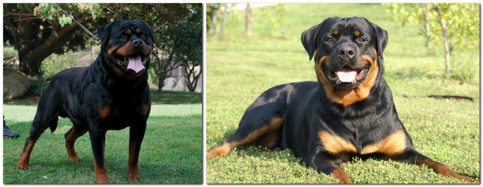 The most expensive breeds of dogs - Rottweiler breed Rottweiler