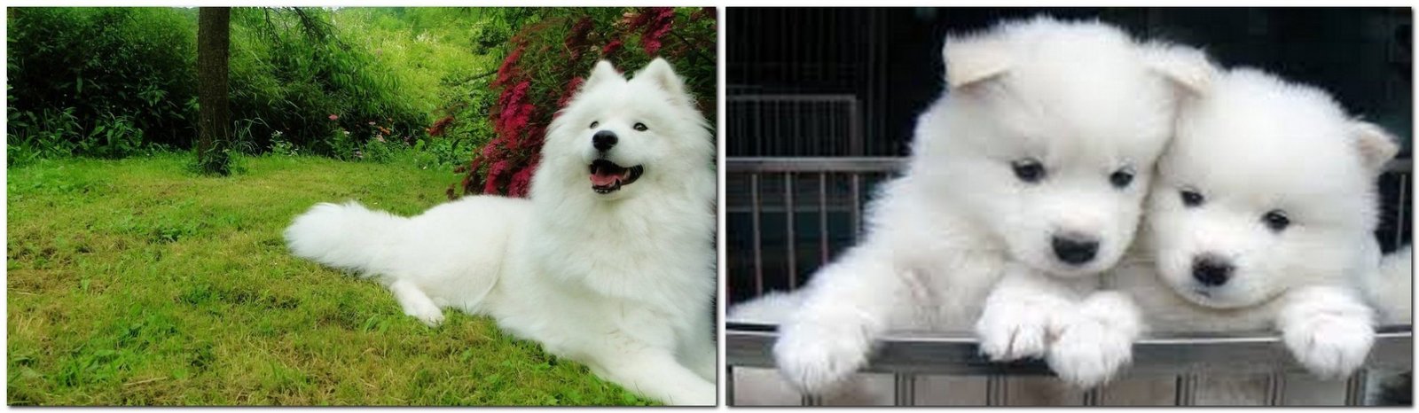 The most expensive breeds of dogs - Samoyed dog breed Samoyed