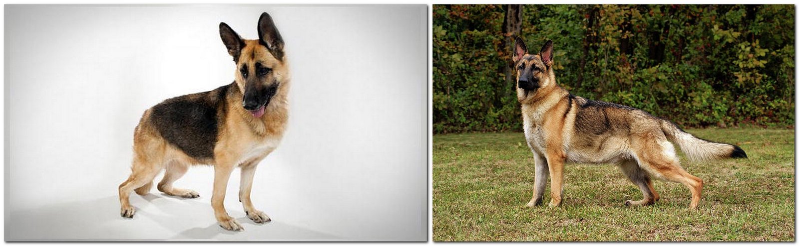 The most expensive breeds of dogs - German Shepherd Dog breed German Shepherd