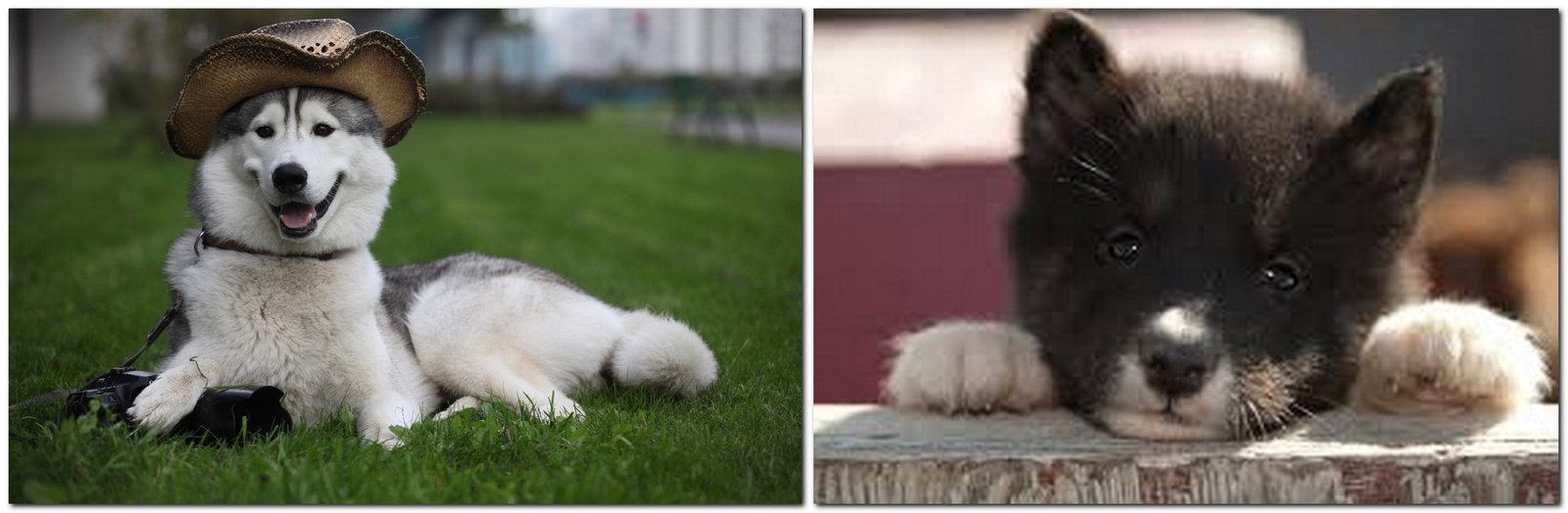 The most expensive breeds of dogs - Canadian Eskimo Dog breed Canadian Eskimo
