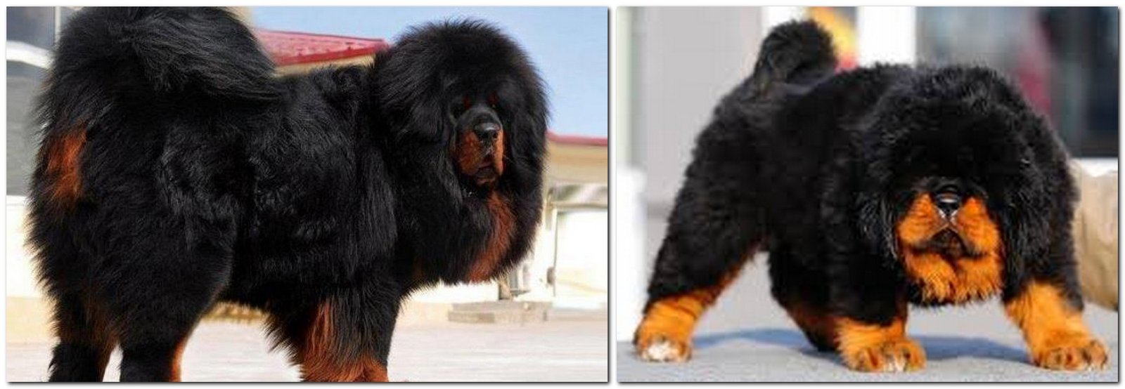 The most expensive breeds of dogs - Tiberian Mastiff Dog breed Tiberian Mastiff
