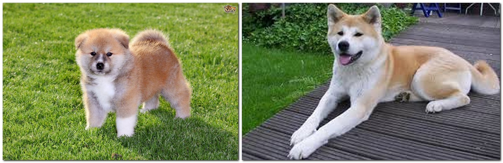 The most expensive breeds of dogs - Akita Dog breed Japanese Akita