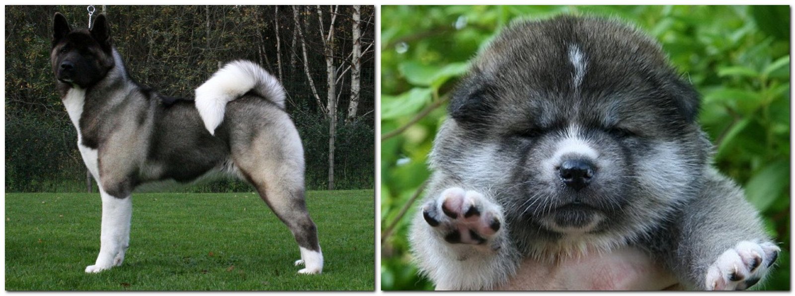 The most expensive breeds of dogs - American Akita Dog breed American Akita
